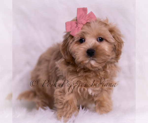 Medium Photo #5 Maltipoo (Miniature) Puppy For Sale in WARSAW, IN, USA