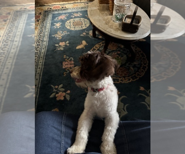 Medium Photo #19 Havanese Puppy For Sale in SATSUMA, FL, USA