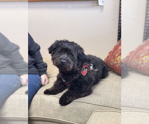 Shih Tzu-Unknown Mix Dogs for adoption in Mundelein, IL, USA