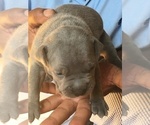 Small Photo #1 American Pit Bull Terrier Puppy For Sale in ENNIS, TX, USA