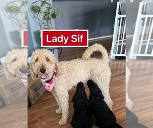 Mother of the Goldendoodle puppies born on 03/25/2025