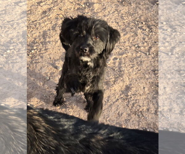 Medium Photo #1 Maltipoo Puppy For Sale in Peralta, NM, USA