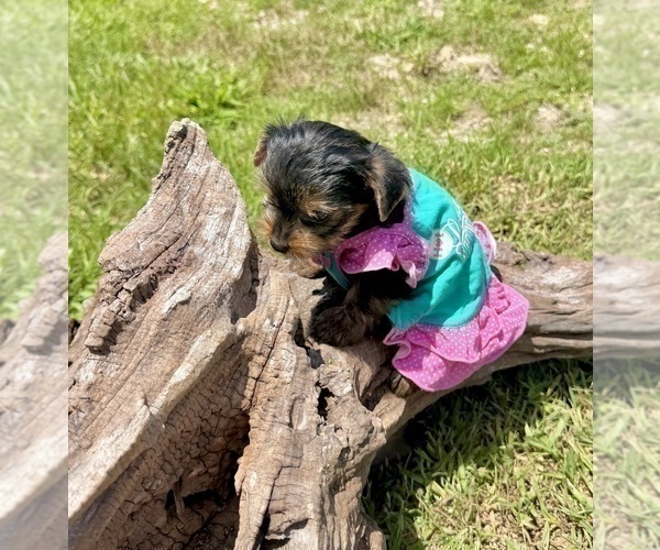 Medium Photo #17 Yorkshire Terrier Puppy For Sale in CASSVILLE, MO, USA