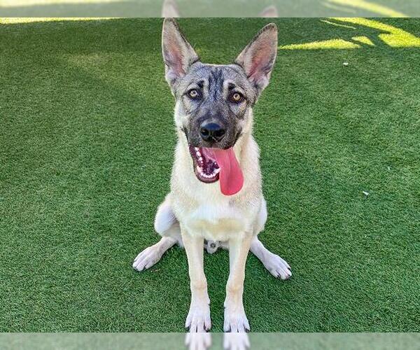 Medium Photo #2 German Shepherd Dog-Unknown Mix Puppy For Sale in Orange, CA, USA