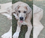 Small Photo #1 Great Dane Puppy For Sale in HULBERT, OK, USA