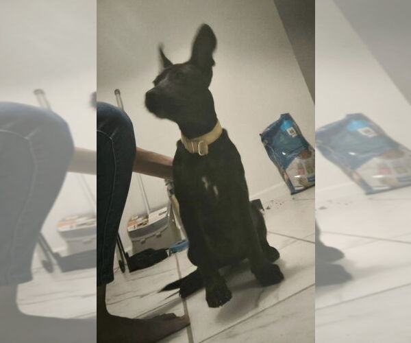 Medium Photo #12 Labrador Retriever-Unknown Mix Puppy For Sale in Brewster, NY, USA