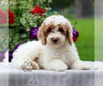Small #4 Goldendoodle (Miniature)