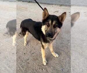German Shepherd Dog Dogs for adoption in HESPERIA, CA, USA
