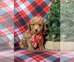 Poodle (Miniature) Puppy for sale in PEACH BOTTOM, PA, USA