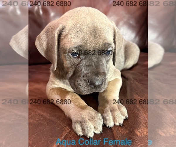 Medium Photo #3 Cane Corso Puppy For Sale in LA PLATA, MD, USA