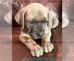 Small #2 Cane Corso