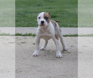 American Bully Puppy for sale in CHAMPAIGN, IL, USA