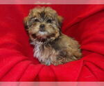 Small #3 Shorkie Tzu