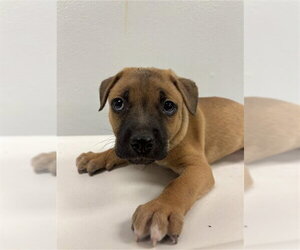 Chihuahua Dogs for adoption in Corpus Christi, TX, USA