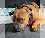 Small #26 Boxer Mix
