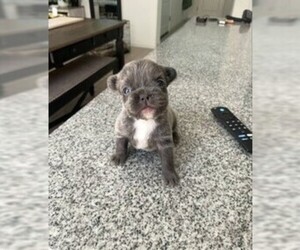 French Bulldog Puppy for sale in FOLSOM, CA, USA