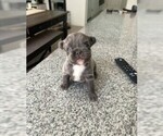 Small French Bulldog