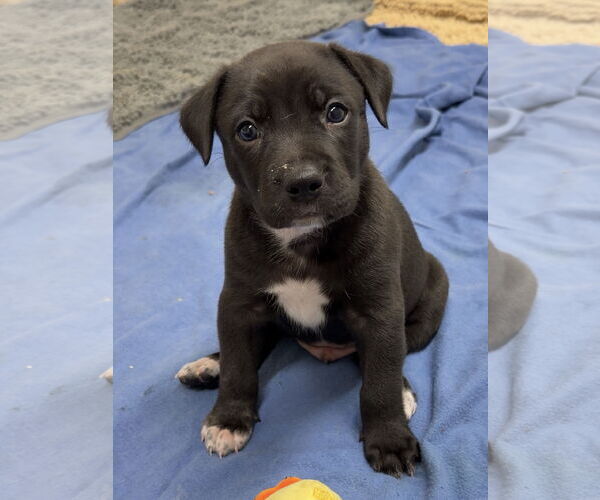 Medium Photo #1 Catahoula Leopard Dog-Unknown Mix Puppy For Sale in Green Forest, AR, USA