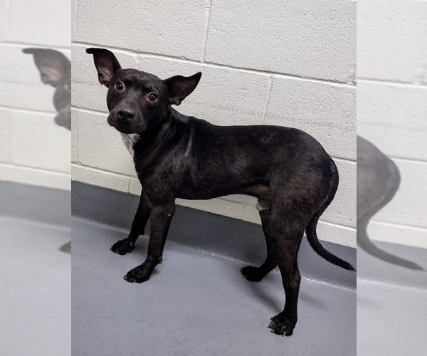 Medium Photo #1 Mutt Puppy For Sale in Hilton Head, SC, USA