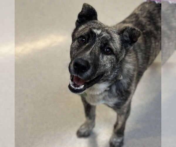 Medium Photo #2 Holland Shepherd Puppy For Sale in Rohnert Park, CA, USA