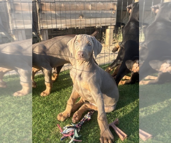 Medium Photo #27 Doberman Pinscher Puppy For Sale in HESPERIA, CA, USA