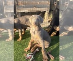 Small #26 Doberman Pinscher