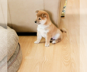 Shiba Inu Puppy for Sale in TEMECULA, California USA