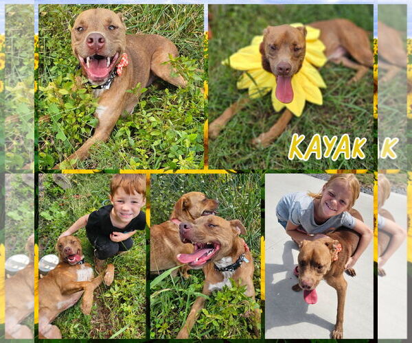 Medium Photo #2  Puppy For Sale in , 
