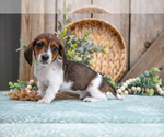 Small #1 Dachshund