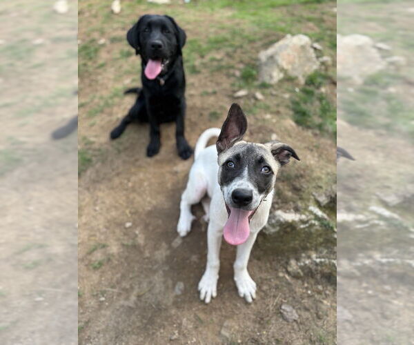 Medium Photo #13 Labrador Retriever Puppy For Sale in Brewster, NY, USA