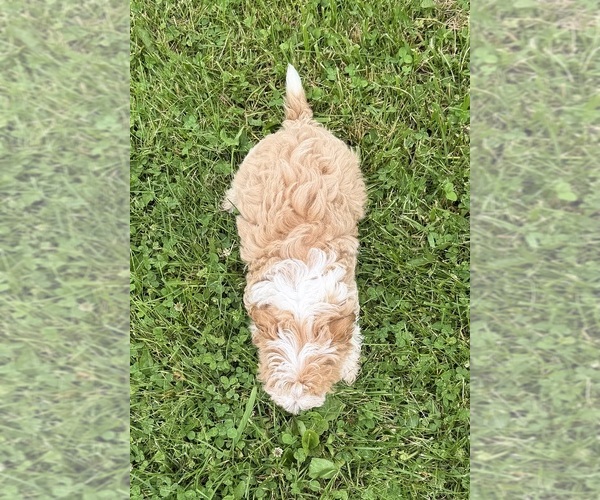 Medium Photo #3 Morkie Poo (Toy) Puppy For Sale in ATHENS, WI, USA