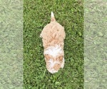 Small #2 Morkie Poo (Toy)