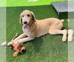 Small #1 Labrador Retriever