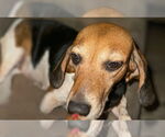 Small #5 Beagle