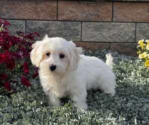 Coton de Tulear Puppy for sale in CANOGA, NY, USA