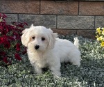 Small Coton de Tulear