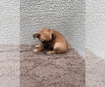Small #3 Chiweenie-Jack Russell Terrier Mix