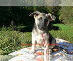 Small #5 German Shepherd Dog