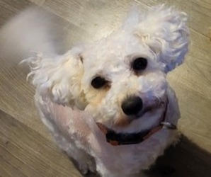 Father of the Goldendoodle mix (+ Poodle Miniature) puppies born on 06/23/2026