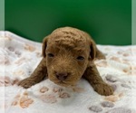 Small #6 Poodle (Miniature)