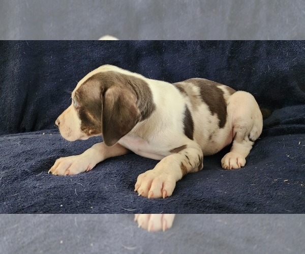 Medium Photo #18 Catahoula Leopard Dog Puppy For Sale in CUMBY, TX, USA