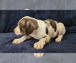 Small #17 Catahoula Leopard Dog