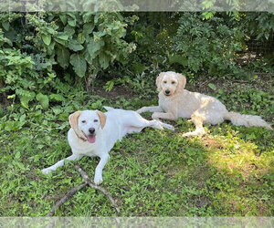 Diamond - Sponsored! - Female Labbe Dog for Adoption - Photo #4