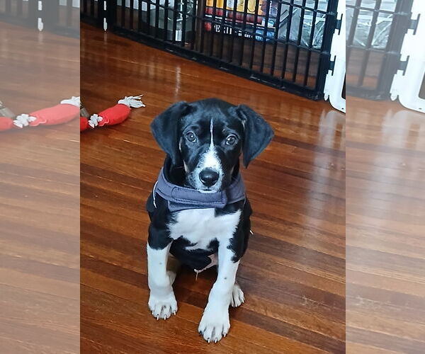 Medium Photo #2 Beagle-Unknown Mix Puppy For Sale in Minneapolis, MN, USA