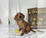 Small #4 Goldendoodle (Miniature)