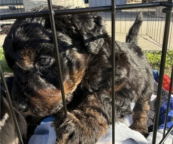 Medium Photo #4 Aussie-Poo-Bernedoodle Mix Puppy For Sale in LEXINGTON, SC, USA