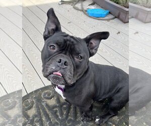 French Bulldog-Staffordshire Bull Terrier Mix Dogs for adoption in Milwaukie, OR, USA