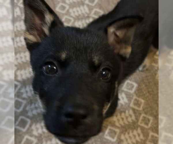 Medium Photo #2 Mutt Puppy For Sale in Fargo, ND, USA