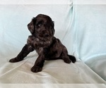 Small #3 Goldendoodle