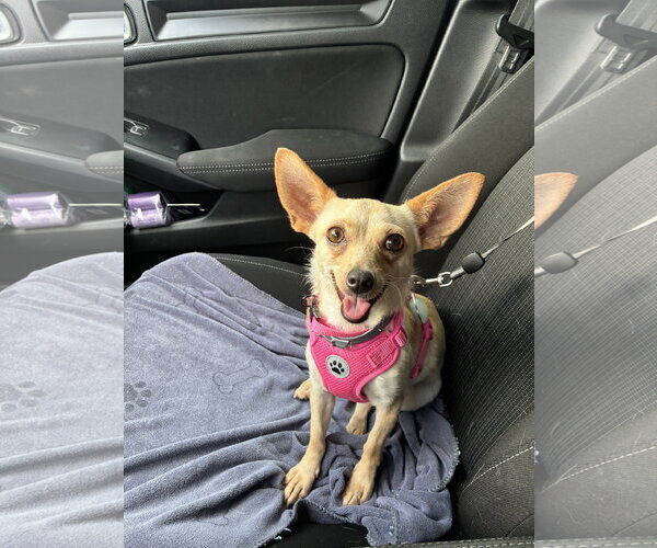 Medium Photo #3 Chihuahua-Unknown Mix Puppy For Sale in Texarkana, TX, USA